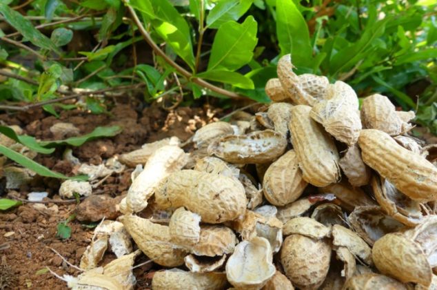 Cómo reutilizar las cáscaras de cacahuate en la casa