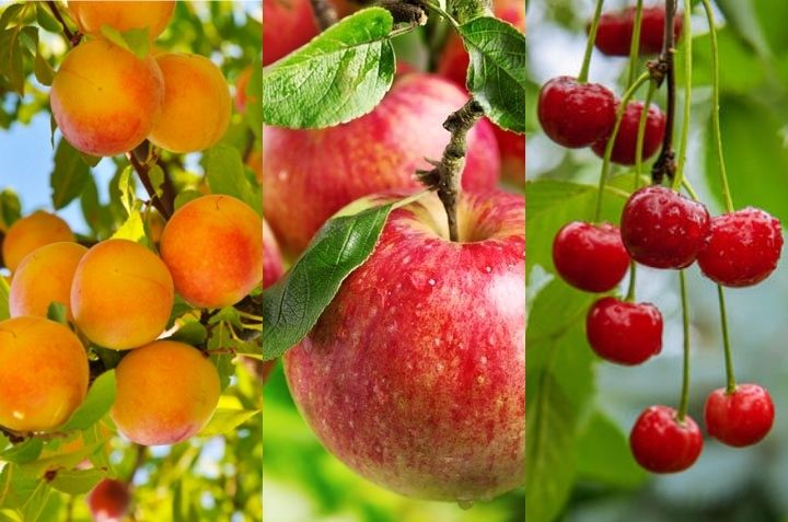5 árboles frutales que puedes cultivar en maceta este verano