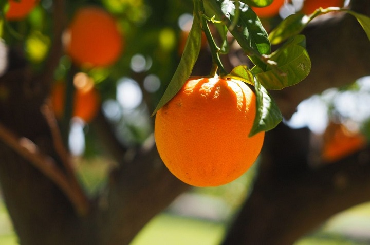 Como plantar naranjas en macetas
