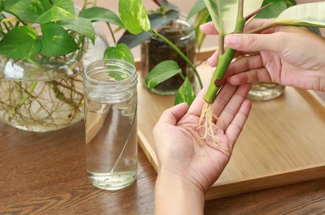 3 maneras diferentes de reproducir plantas en casa