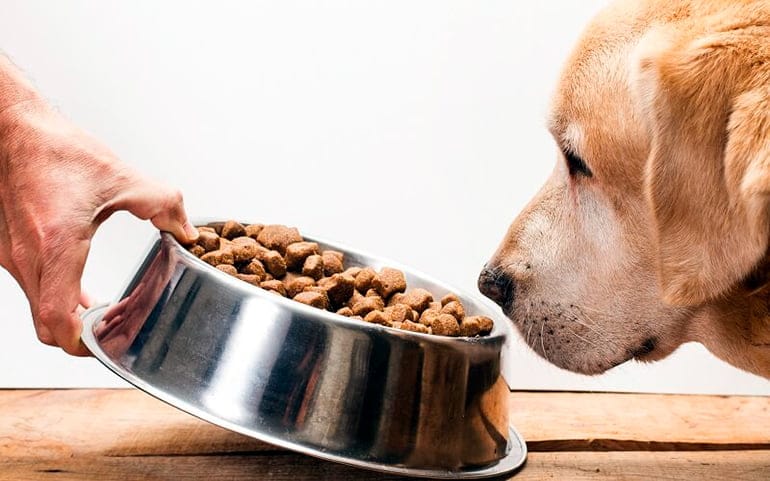 croquetas para perro 