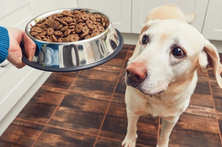 marcas de croquetas para perro profeco