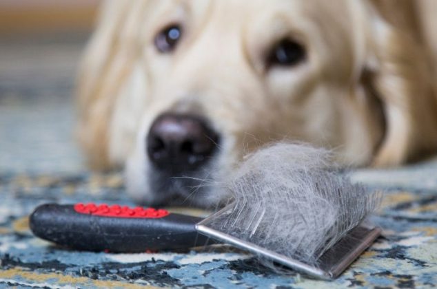 Trucazos para quitar pelos de perro