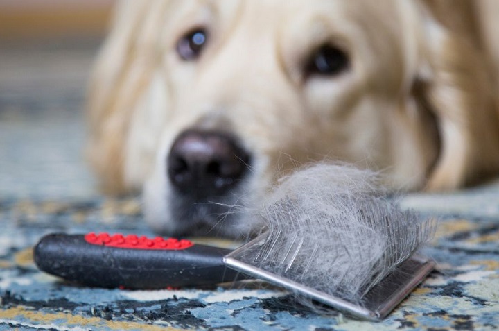 Trucos para quitar los pelos de perro de la ropa