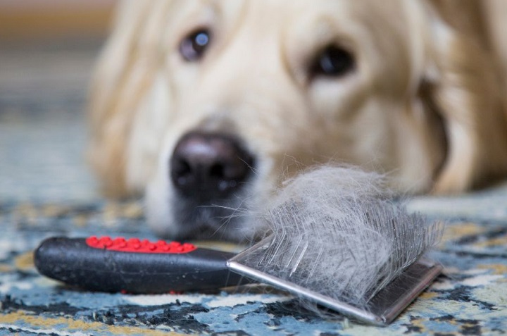 Adiós pelos de perro! 3 trucos sencillos para quitarlos de la ropa