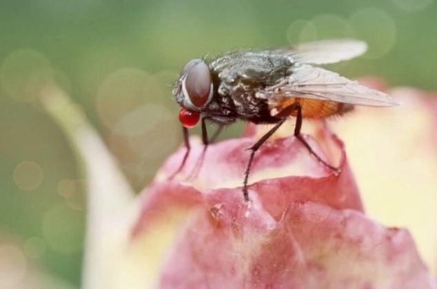 8 remedios caseros para ahuyentar, eliminar o atrapar moscas en casa