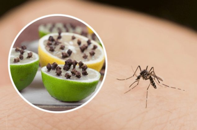7 consejos rápidos para eliminar mosquitos de la habitación y la casa
