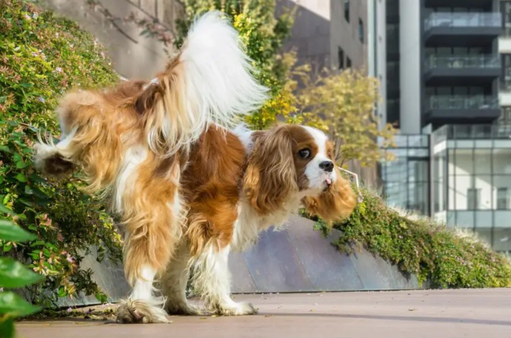 Truco para ahuyentar a los perros 