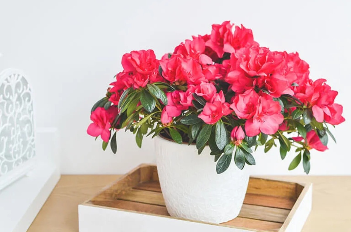 Azaleas