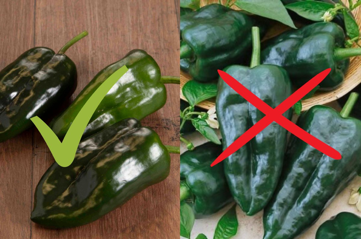 chile poblano original vs chile chino