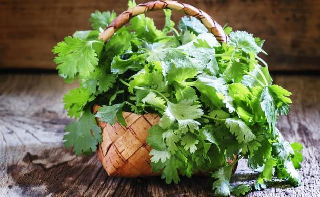 aprende cómo lavar cilantro