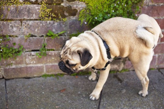 Mezcla para eliminar el olor a orina de perro del patio