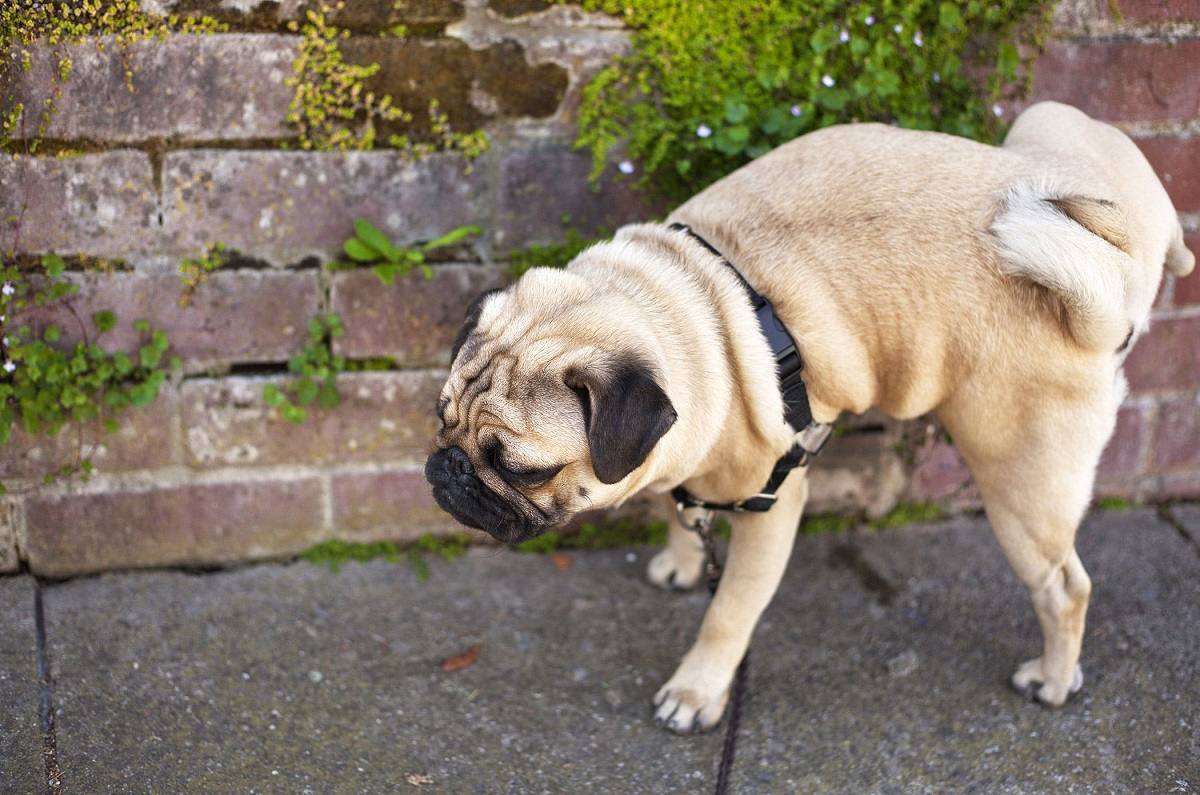 ¿Cómo eliminar el olor a pipí de perro?