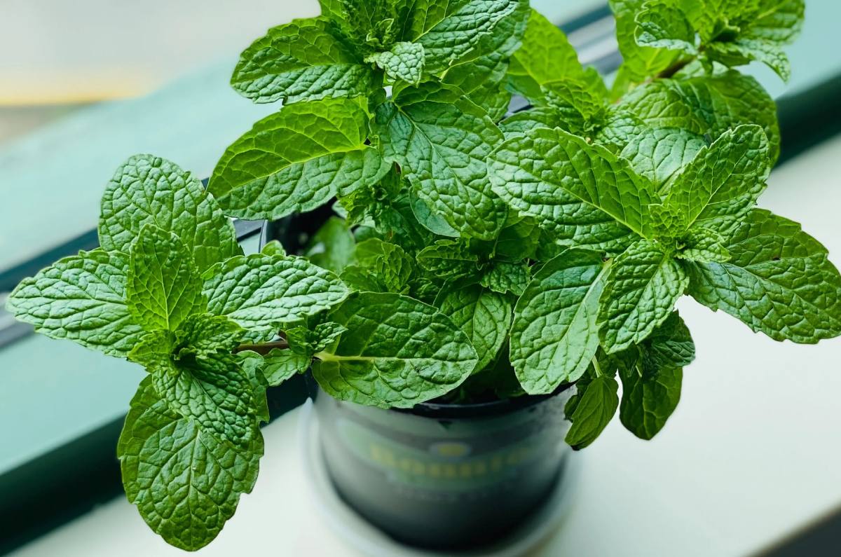 Menta