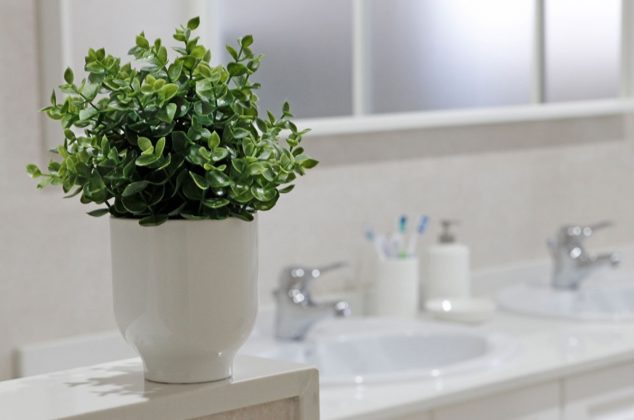 4 PLANTAS perfectas para eliminar los malos olores del baño de forma natural
