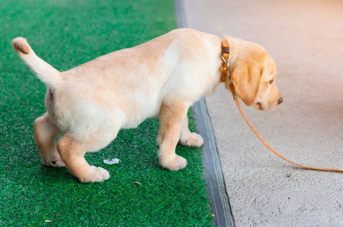 Elimina el olor a pipí de perro