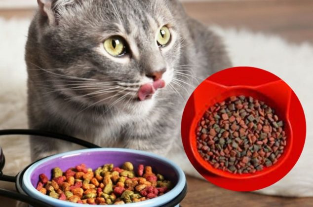 Las mejores y peores marcas de alimentos para gatos según Profeco