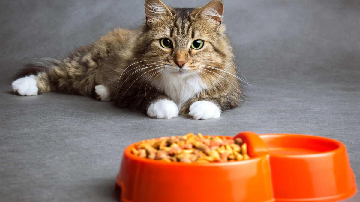alimentos para gatos