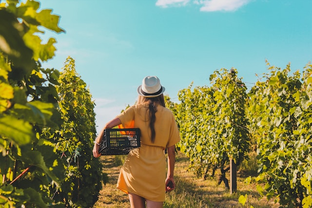 IDI Distribuciones y Bodegas Magoni unen fuerzas para presentar la exquisitez de Baja California en sus vinos