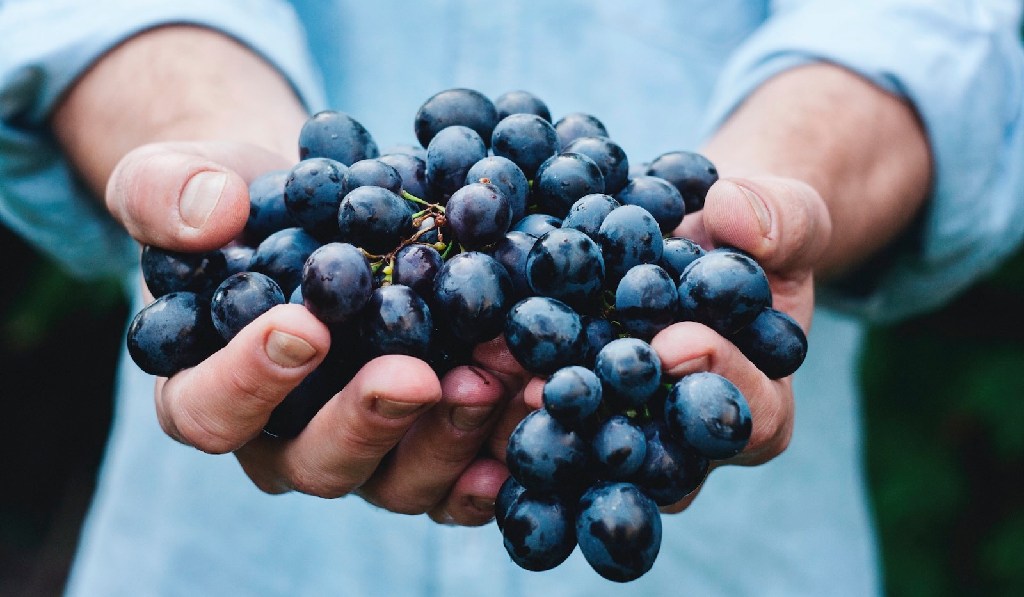 Disfruta el día del Cabernet Sauvignon con un exquisito vino 120 de Santa Rita