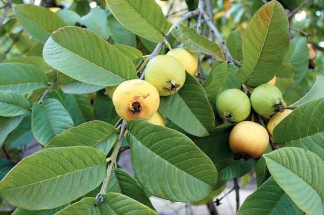 ¡Para tener de a montón! Aprende a cultivar guayabas en casa