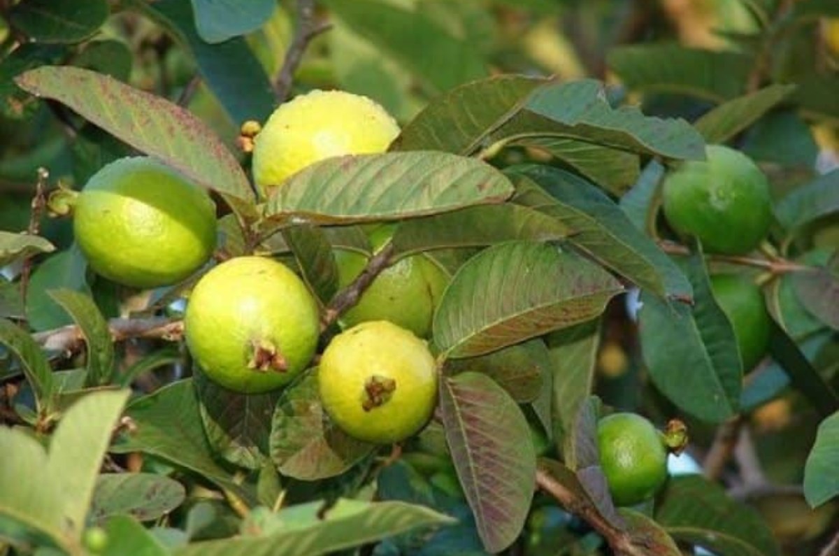 cómo cultivar guayabas