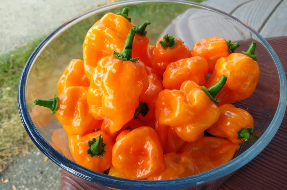 chiles habaneros picosos