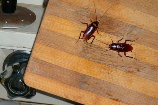 ¿Cómo eliminar los huevecillos de cucarachas? 2 poderosos remedios