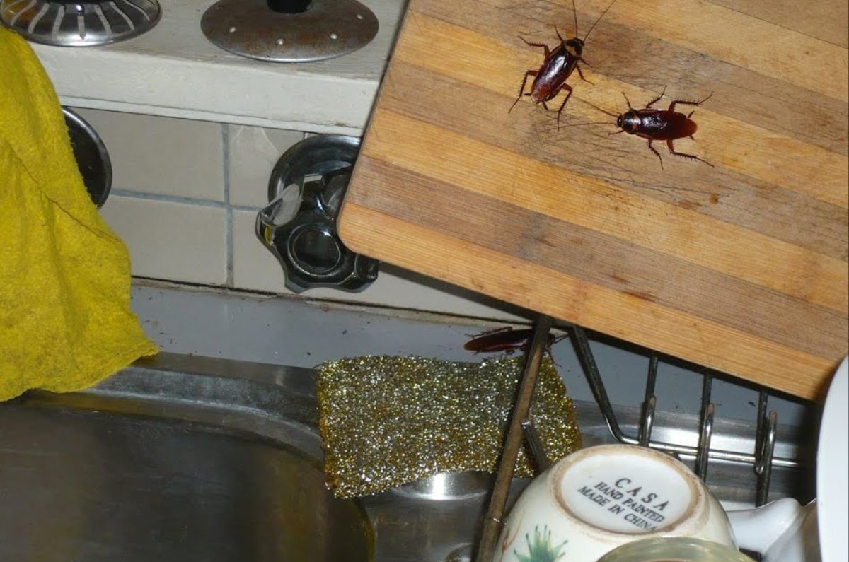 cómo eliminar los huevecillos de cucarachas 
