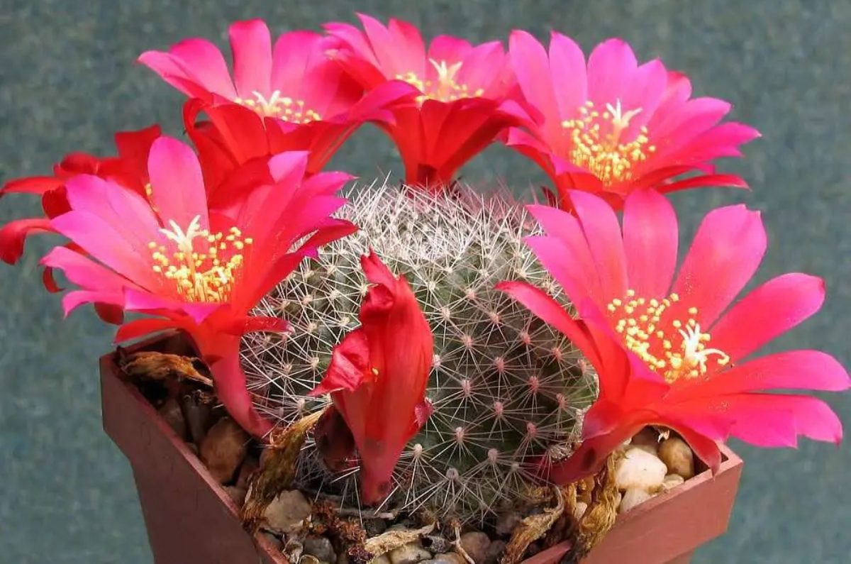 cómo hacer florecer los cactus