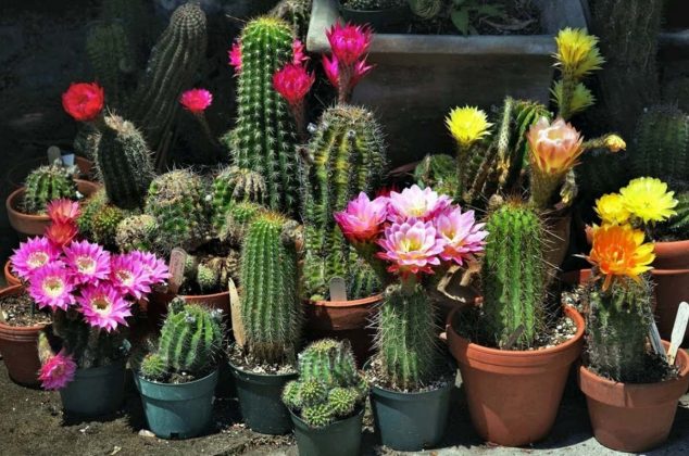 3 trucos para hacer florecer tus cactus sin tanto esfuerzo