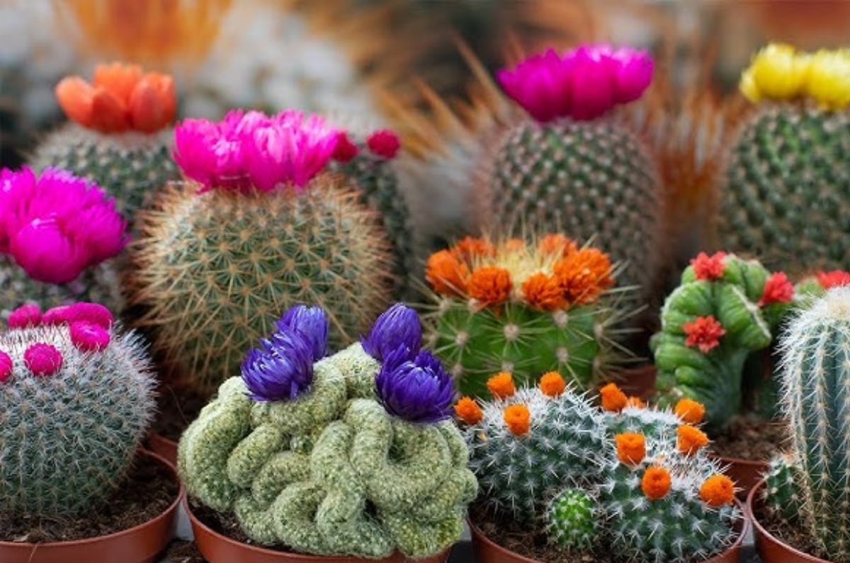 cómo hacer florecer los cactus