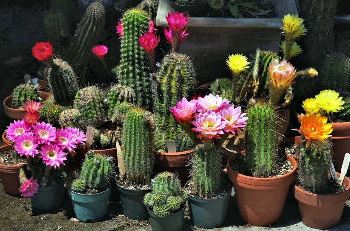 cómo hacer florecer los cactus