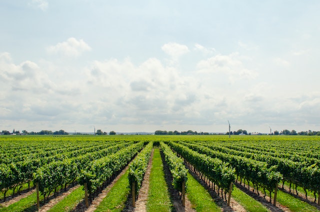 Disfruta el día del Cabernet Sauvignon