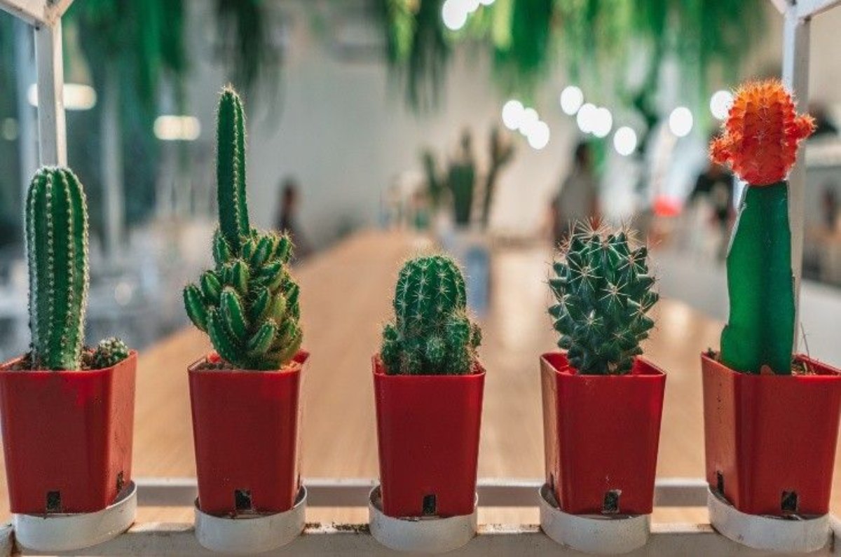 cómo hacer florecer los cactus