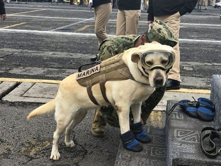 perros predicen sismos