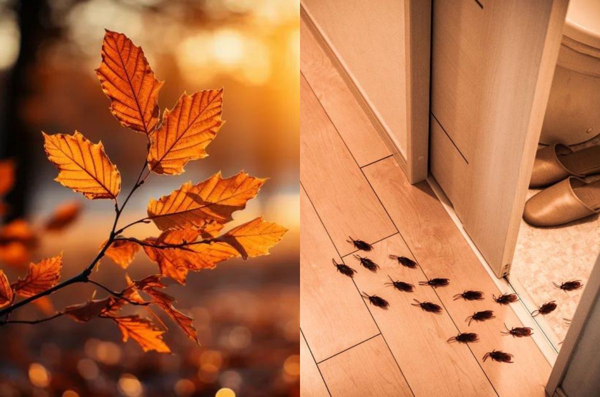 Cómo evitar las plagas de otoño