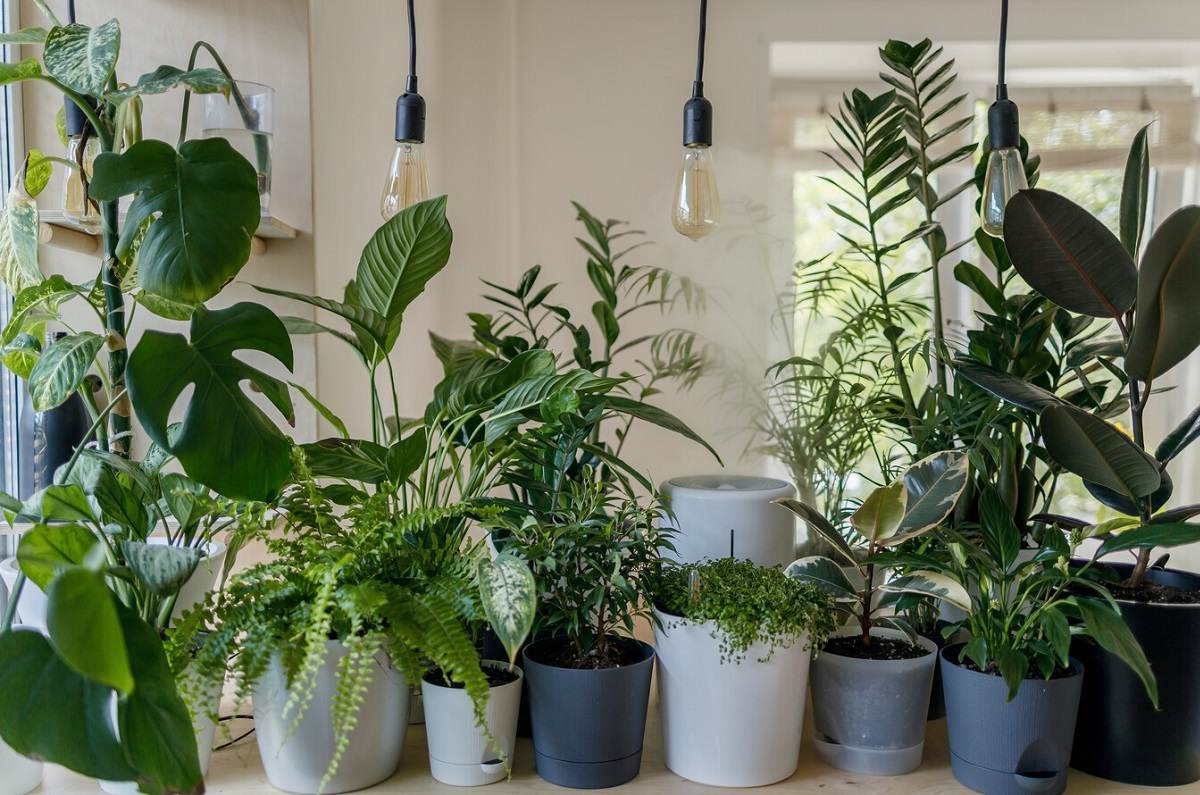 Lista de plantas que podrán reemplazar el aire acondicionado