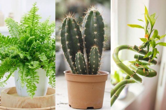 Conoce 3 plantas que alejan el dinero de tu casa, según el Feng Shui