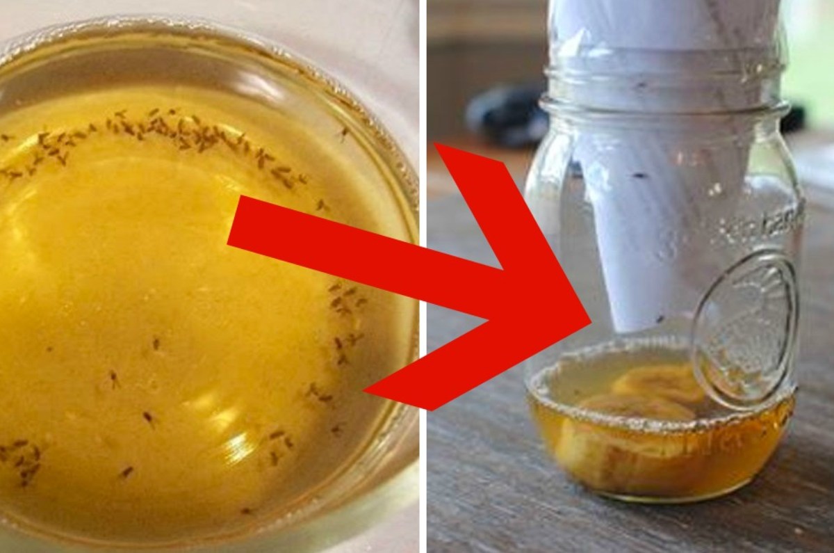 trampa con miel para eliminar moscas