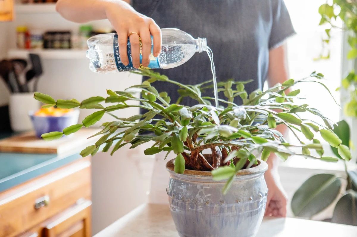 Florece tus plantas con este abono casero