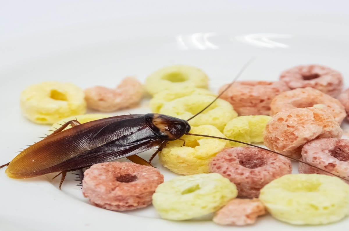 alimentos que atraen cucarachas