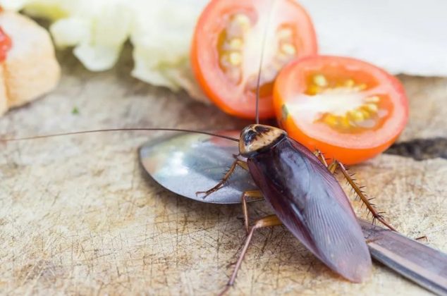 Los 5 alimentos que debes quitar de tu cocina porque atraen cucarachas