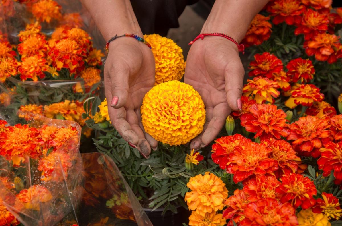 flores de cempasuchil