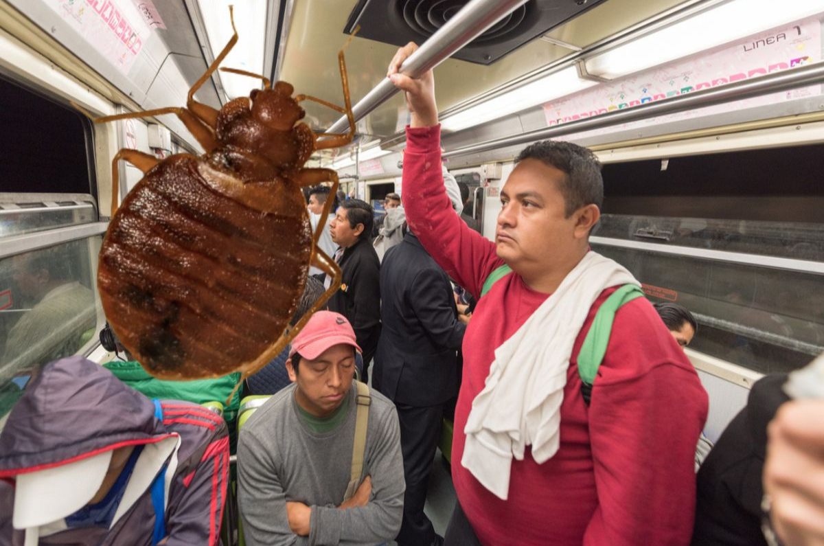 chinches en el metro cdmx