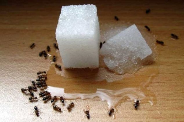 Remedios para eliminar hormigas de las plantas que hay dentro del hogar