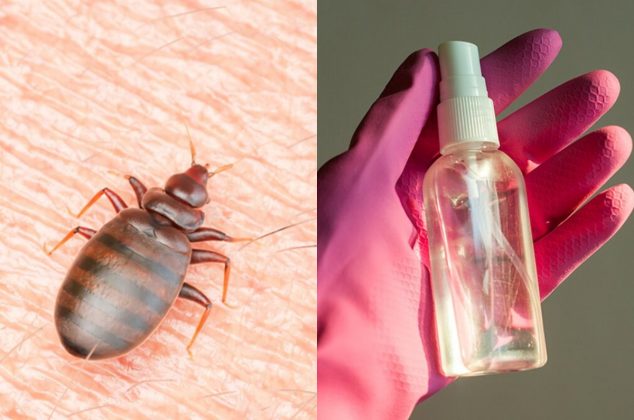 El método casero más efectivo para eliminar una plaga de chinches en casa