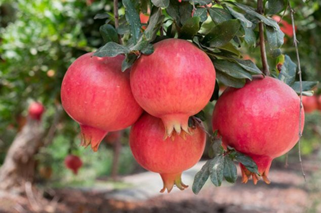 5 trucos y cuidados para el árbol de granada y que de frutos todo el año