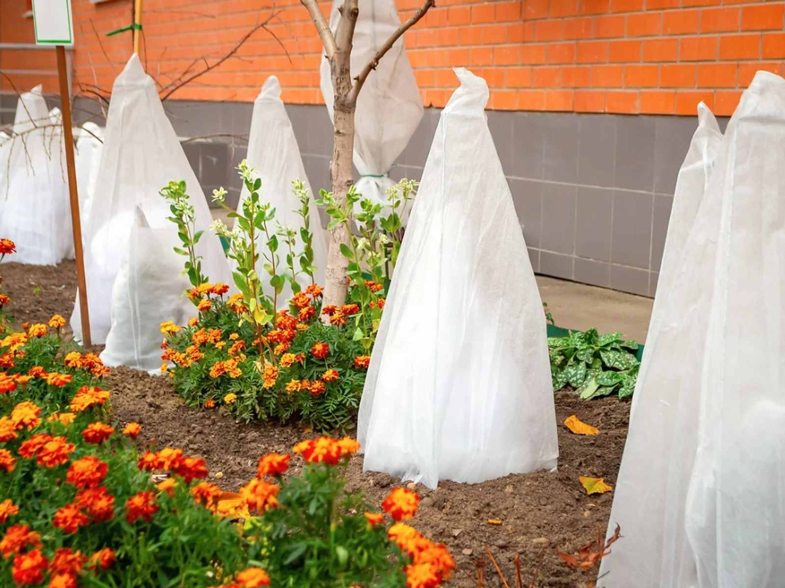 Cómo cuidar tus plantas del frío 