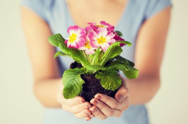 El abono casero y efectivo que hará florecer tus plantas